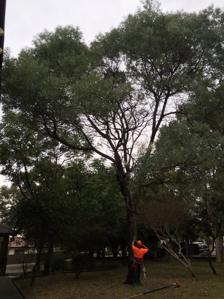 Acacia pruning