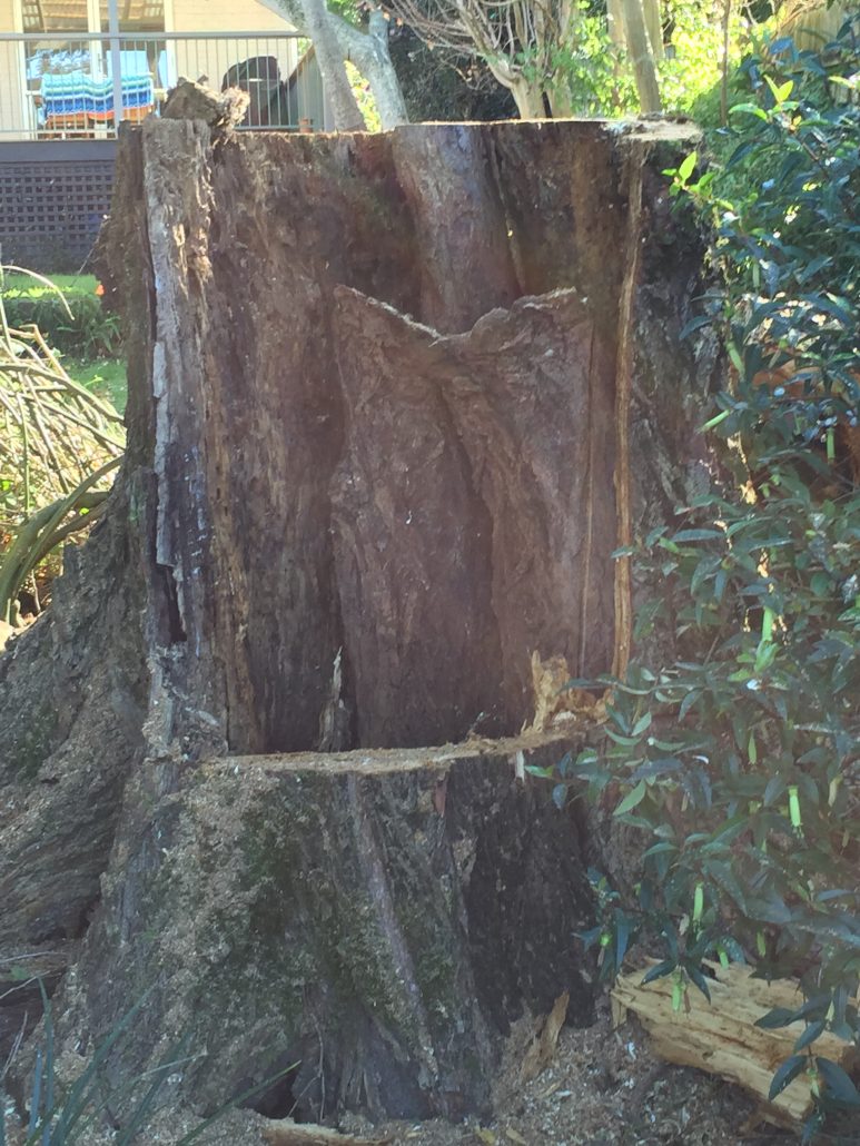 hollow tree stump