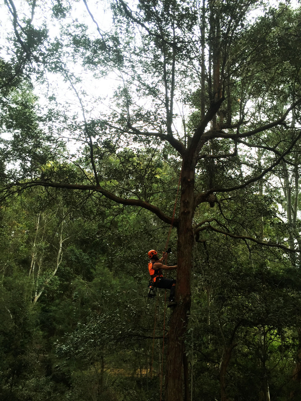 Tree removal in Lane Cove by Sydney Tree Company