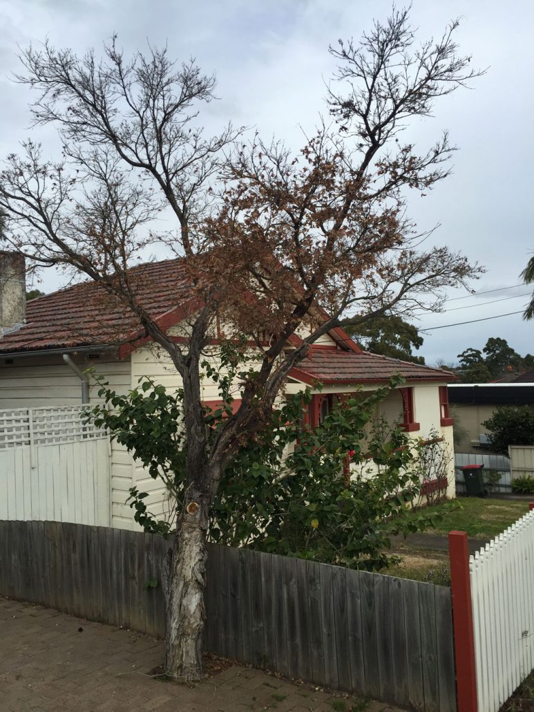 This Japanese Maple was removed from a property in Lane Cove. 